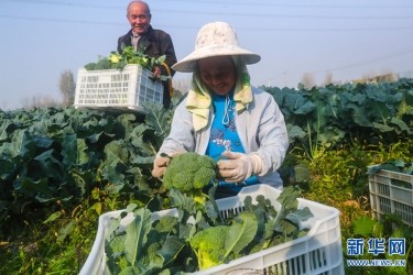 河南光山: 特色蔬菜种植富乡亲