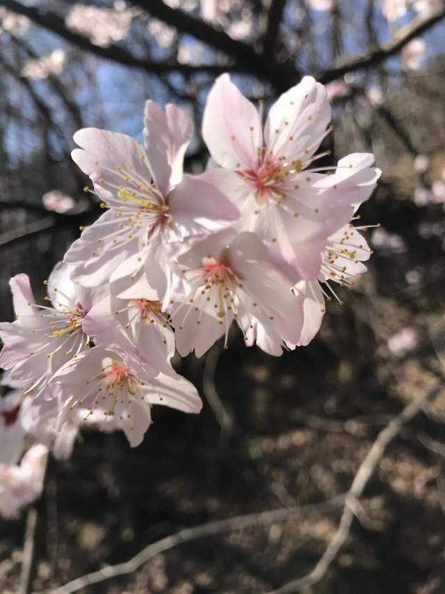樱花烂漫——你我相约灵山