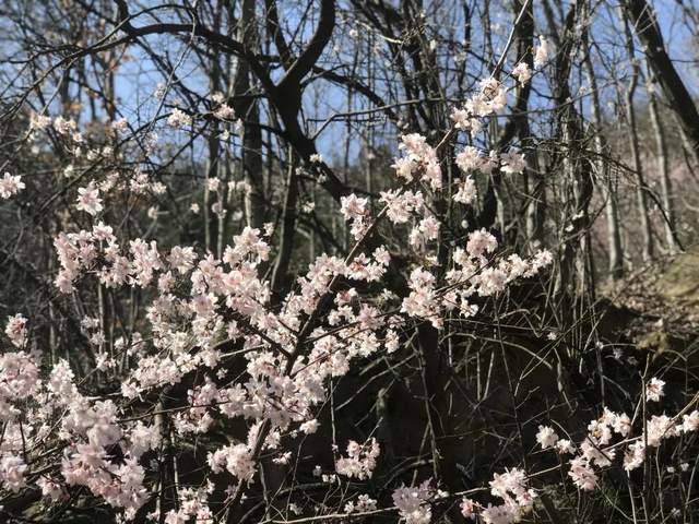 樱花烂漫——你我相约灵山