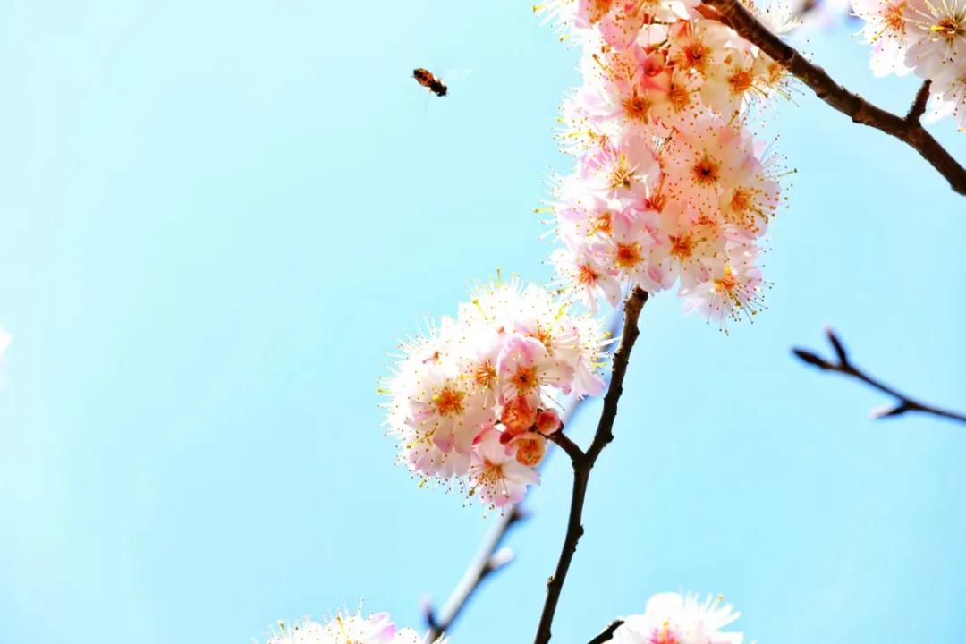 《野樱花》——鸡公山辛丑春潮急