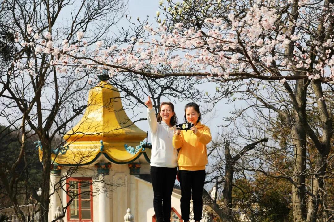 《野樱花》——鸡公山辛丑春潮急