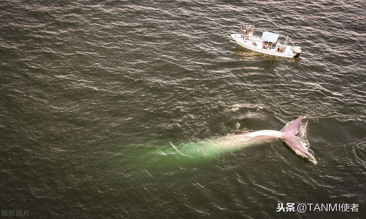 世界上最大的深海生物是什么？