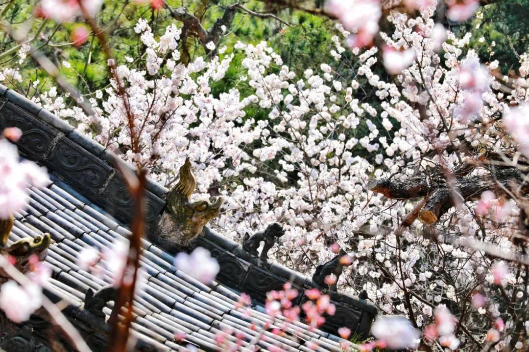 《野樱花》——鸡公山辛丑春潮急