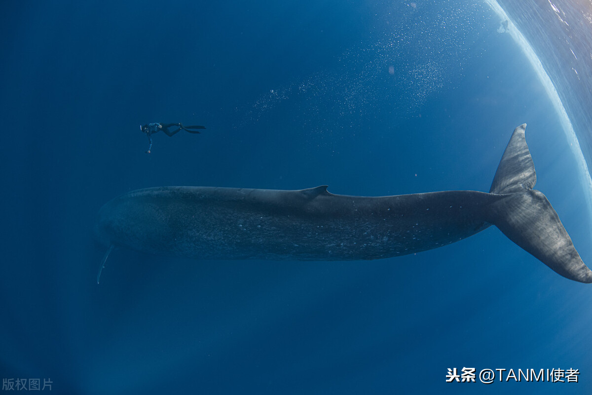 世界上最大的深海生物是什么？