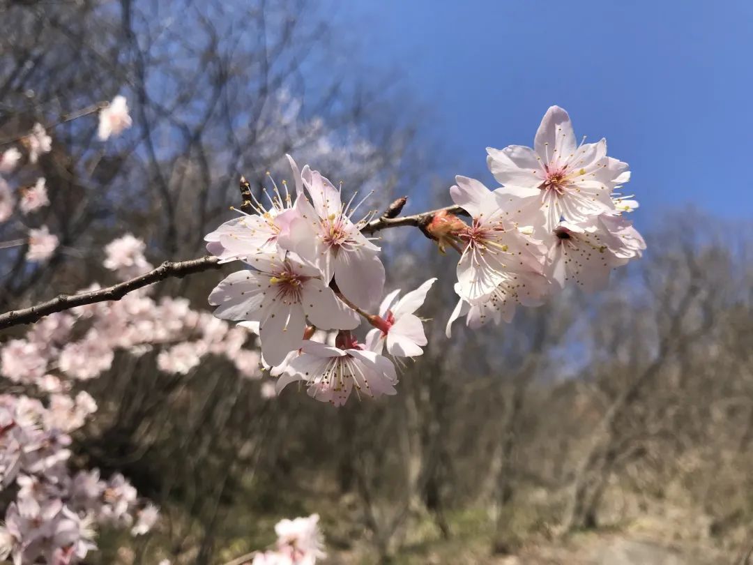 樱花烂漫——你我相约灵山！