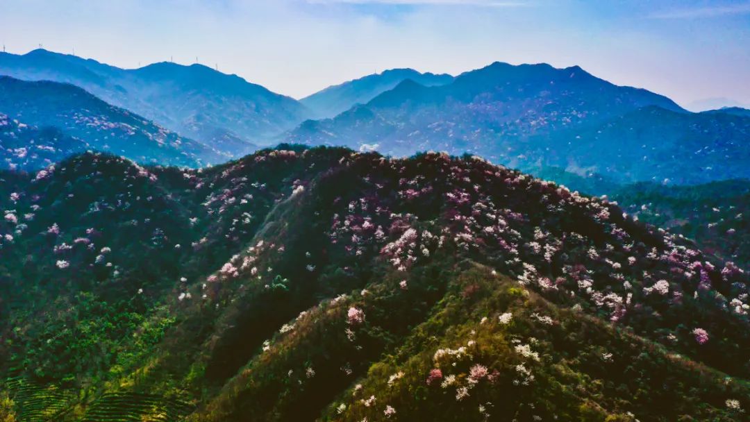《野樱花》——鸡公山辛丑春潮急