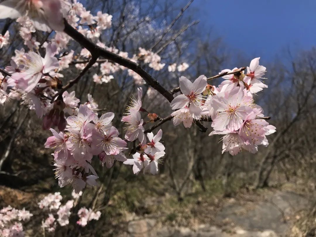 樱花烂漫——你我相约灵山！
