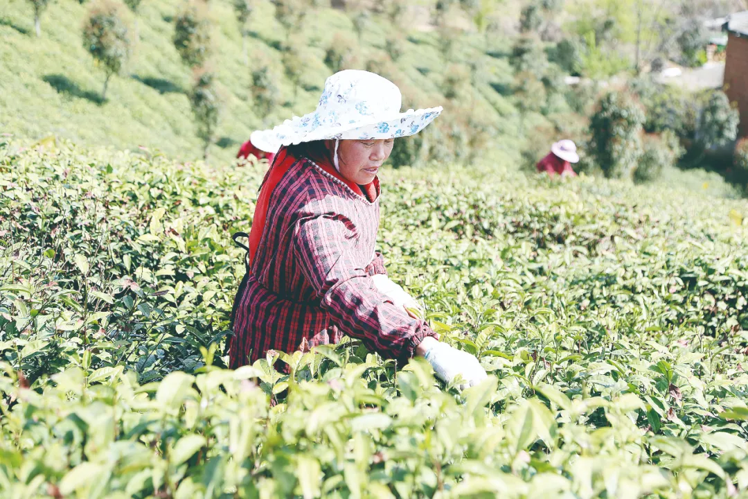 春意浓浓 茶香悠悠